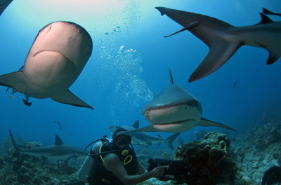 Diver diving with reef sharks
