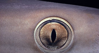A reef shark's eye