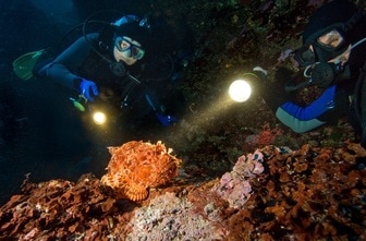Divers on a night dive, observing a stone fish